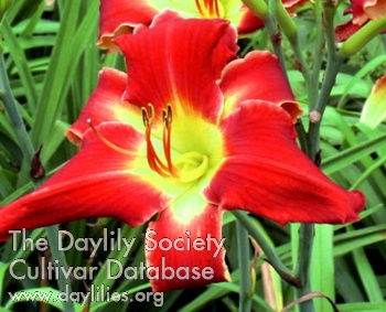 Daylily Red Crispies